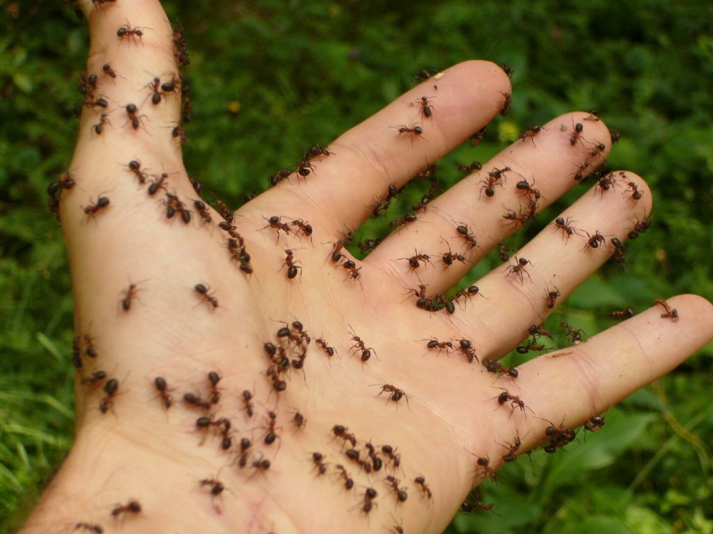 https://c.pxhere.com/photos/a8/57/ants_wood_ants_hand_risk_disgust_spooky_creepy_fear-1157670.jpg!d